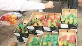 mango 759 Alphonso mango, Alphonso mangoes, Mumbai alphonso mangoes, Maharashtra alphonso mangoes, India news, Indian Express