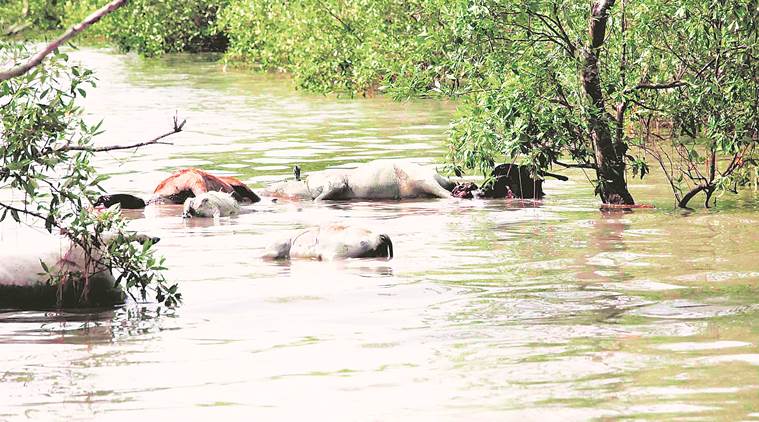 Mangroves low tide made cyclone bulbul less devastating