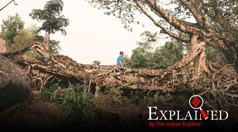 Explained: In Meghalaya living root bridges, study sees global potential. Can it work?
