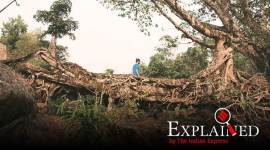 meghalaya Explained: In Meghalaya living root bridges, study sees global potential. Can it work?