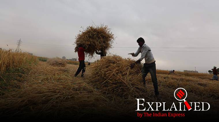 stubble burning, punjab stubble burning, punjab farmers, paddy farmers, Punjab crop burning