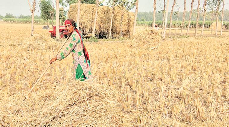 Wealth from the stubble