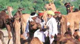 Pushkar Fair, Pushkar Fair rajsthan, Pushkar Fair camels, Cattle sales, Rajasthan, Rajasthan fairs, Pushkar fair camel sales, Rajasthan government,
