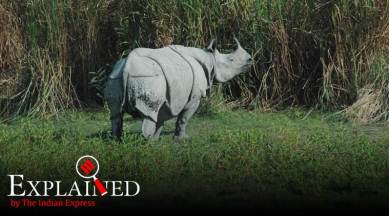 KNP Forest Authority removed the horn of the rhinoceros and deposited it with the Park's Divisional Forest Officer. (Express File Photo)