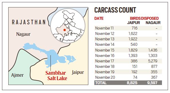 Explained: Why are so many birds dying in Rajasthan's Sambhar?