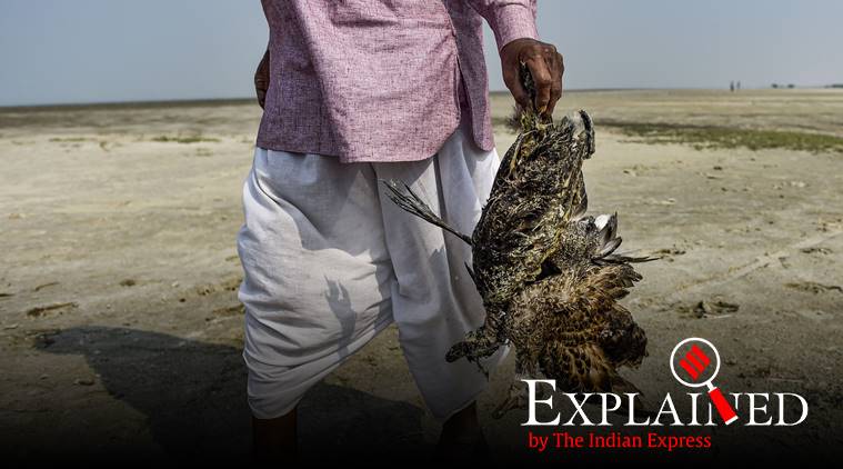 The Mystery of Sambhar Lake: Why are so many birds dying in Rajasthan?