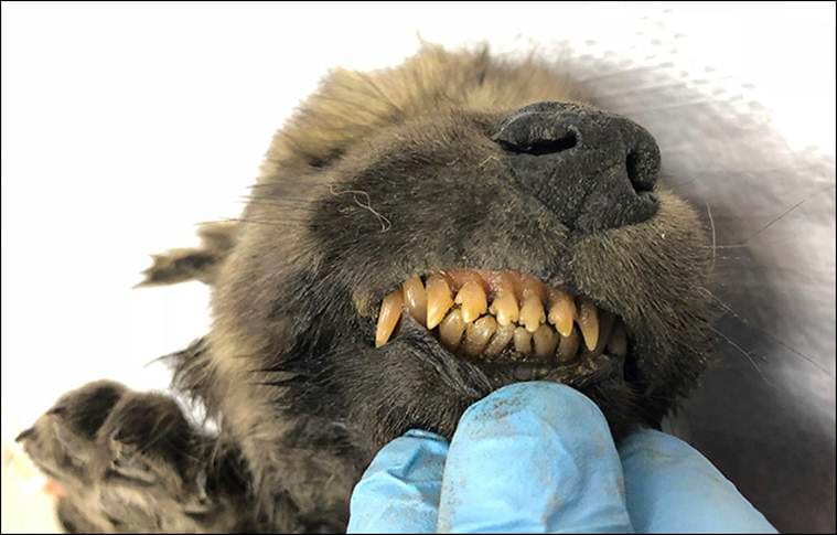 Dog or wolf: Puzzled scientists ask after finding 18-000 year old puppy in Siberia