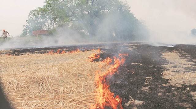 Punjab stubble burning, Punjab paddy stubble burning, Punjab farmers, India news, Indian Express