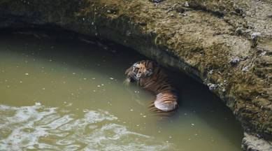tiger stuck in river in Maharashtra, tiger population in Maharashtra, tiger rescue efforts, chandrapur tigers, indian express, latest news
