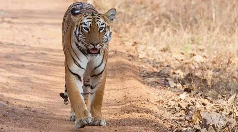 Tigers are not only venturing out of the core area into buffer zone but in some cases travelling much farther.