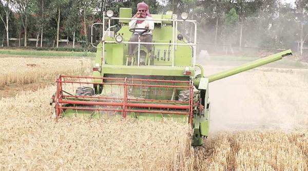 punjab wheat crops, punjab rains farmers, punjab farms rains, wheat crops punjab, punjab farmers, punjab news, latest news, indian express