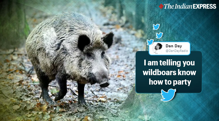 Wild boars sniff out cocaine buried in forest, Tuscany, Italy, Drug bust in Italy, Trending, Indian express news