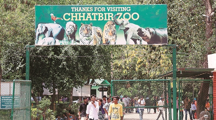 Chhatbir zoo: Soon on display, pair of Asiatic lions and Bengal tigress ...