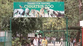 Chhatbir zoo, panchkula news, chandigarh city news, tigers at Chhatbir zoo