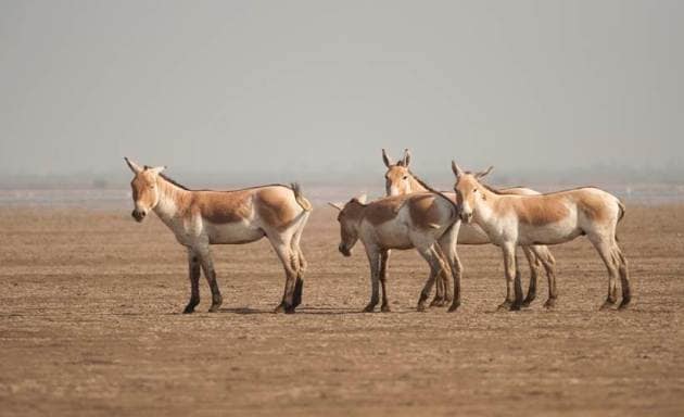 Rann of Kutch, Kutch, Gujarat, winter travel, winter getaway, Express Wanderlust, Indian Express, Indian Express news
