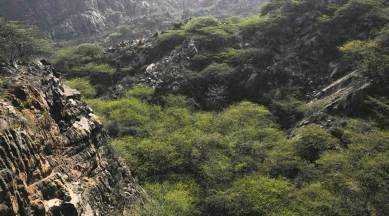 green wall along Aravalli, 1,600 km green wall, COP14, UNCCD, climate change, climate emergency, ahmedabad news, india news, indian express news