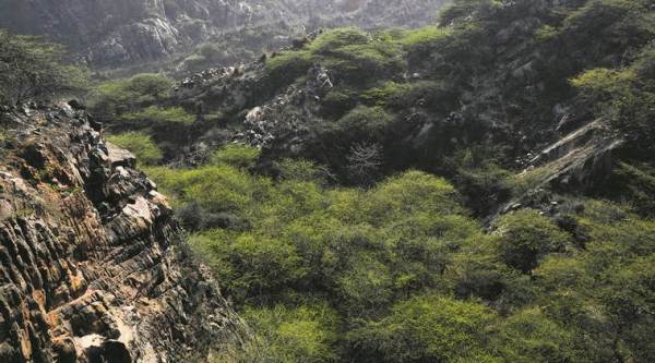 Aravalli, green wall along Aravalli, environment, climate change, ahmedabad news, india news, indian express news