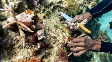 Coral reefs, coral reefs marine life, coral reef marine biodiversity, world news, indian express