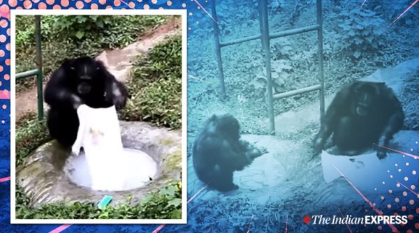 chimpanzee, chimpanzee washes clothes, China zoo chimp wash clothes, viral news, indian express, china news, Trending