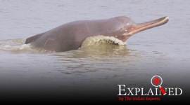 Explained: Why India needs a Project Dolphin?