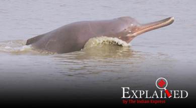 Explained: Why India needs a Project Dolphin?