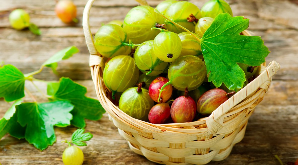 Amla: Why you shouldn't avoid it this winter | Lifestyle News,The ...