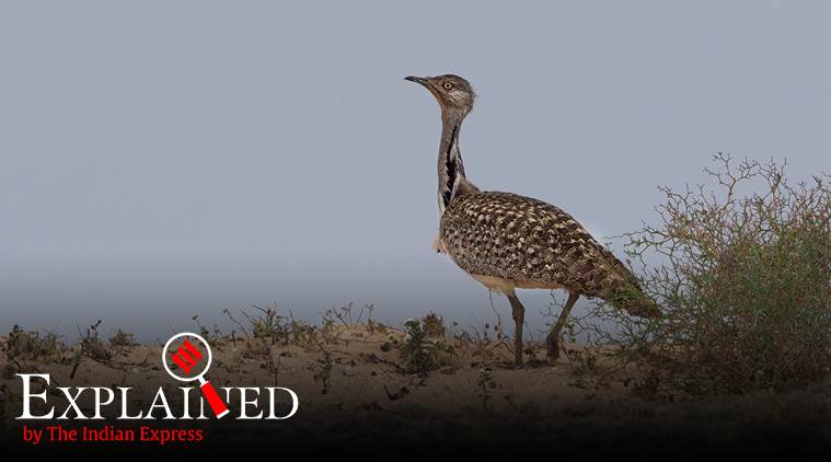 Explained: What is the Houbara bustard?