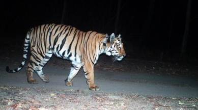 The tiger has walked around 1,600 km so far.