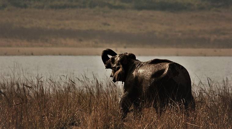 Jim Corbett National Park