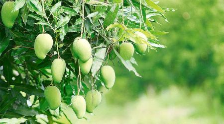 mango farm, story on mango farm, mango farm indian express sunday eye