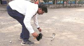 Mumbai Mumbai news, Mumbai snake bite death, Mumbai constable dies of snakebite, Mumbai snake bite accident