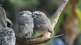 Ranjit Lal column, sundayeye, eye 2019, name calling of animals, biodiversity, indianexpress, names of animals, names of birds,