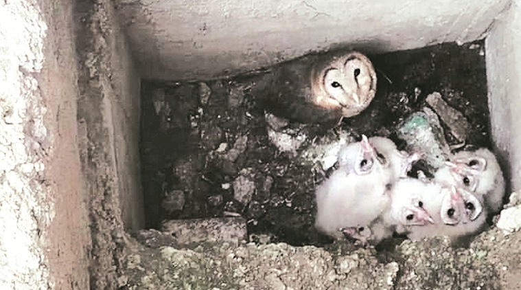 Mumbai news, Owl in Mumbai home, Birds in Mumbai home, Bird laying eggs in home, Birds in house basement,