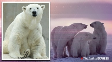 baby polar bears global warming