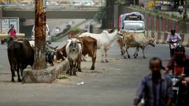 indigenous cows, Union Ministry of Science and Technology, SUTRA PIC, india news, indian express
