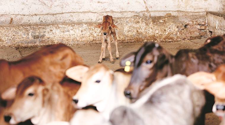 Punjab  stray cattle, stray cattle in punjab, Punjab cows, sexed semen for cows, Rashtriya Gokul Mission, India news, indian express news