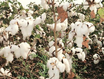 Premium Cotton vs Normal Cotton: What's The Difference and How to Spot  Premium Cotton from Fake Premium