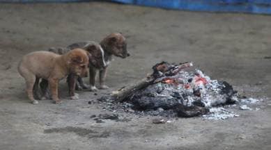 delhi temperature today, delhi cold wave, delhi cold weather, delhi winters, delhi weather today, delhi weather imd, delhi city news