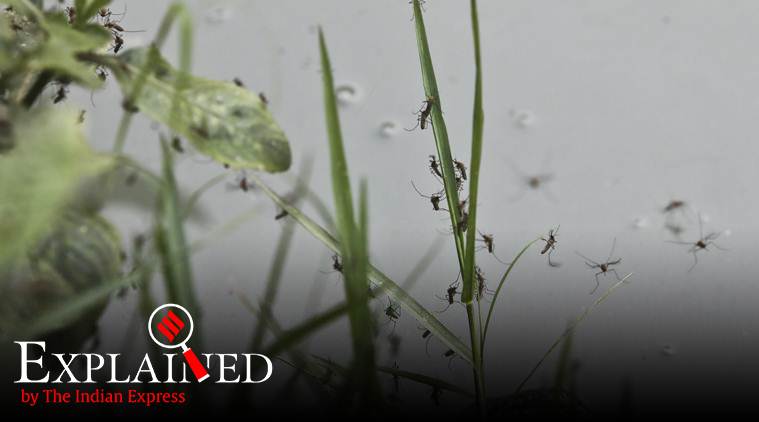 dengue, malaria, chikungunya, water-borne diseases, indian express explained