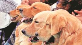 coronavirus, coronavirus Hong Kong, coronavirus in Hong Kong pet dogs, coronavirus Hong Kong pet dog, coronavirus death toll, World news, Indian Express