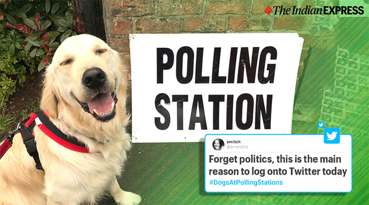 DogsAtPollingStations: Political pups - BBC News