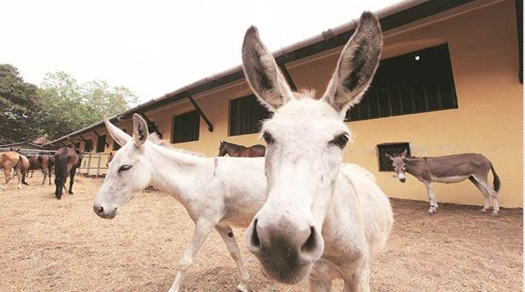 population of donkey in punjab, population of donkeys, punjab news, ludhiana news, indian express news, highest number of donkeys