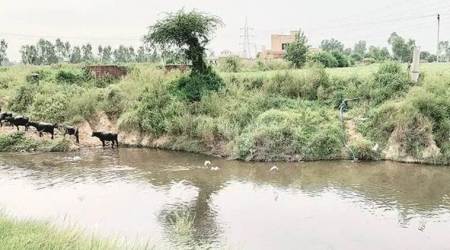 Kala Sanghia drain: Industries rush to plug effluent outlets ahead of NGT panel chairman’s visit
