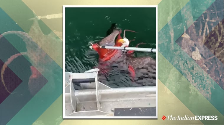 Salmon farmers rescue bald eagle caught by octopus