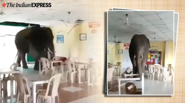 Elephant walks into army canteen, Viral videos, West Bengal, Chilapata forest, Trending, Indian Express news