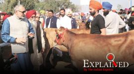 Explained: What is sexed semen and how does the technology work