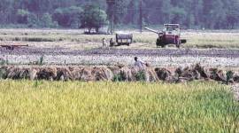 india agriculture sector, agriculture crisis, agriculture problems in india, india farmers, farmers crisis, onion price, food inflation