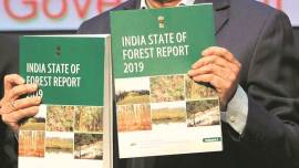 Green cover of Chandigarh up from 41 per cent to 46 per cent in 2019, says report