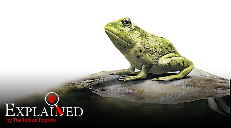 FrogPhone, what is This word means: FrogPhone , frog habitats , indian express explained