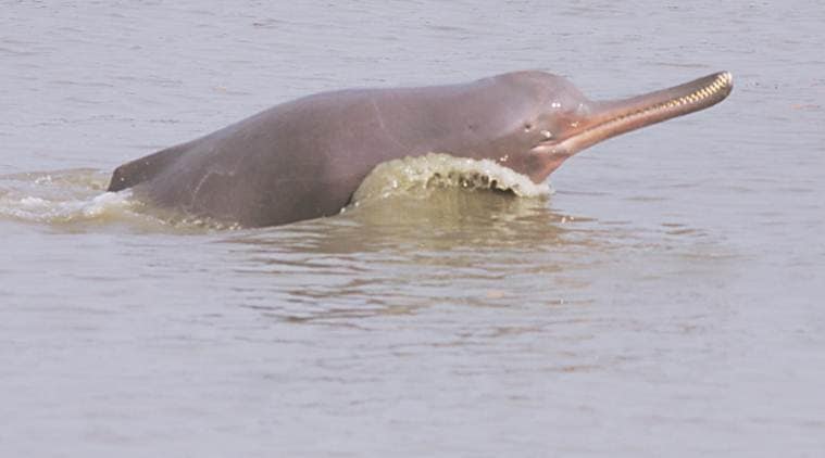 Ganga Council meet today, River Cities, dolphins on the agenda